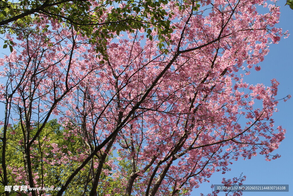 樱花