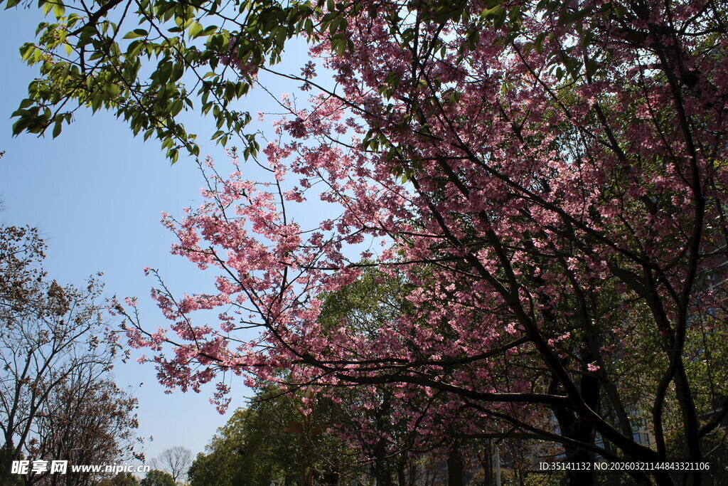 樱花