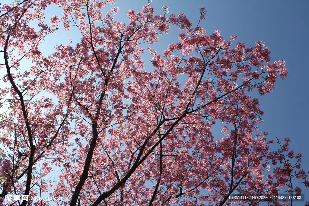 樱花