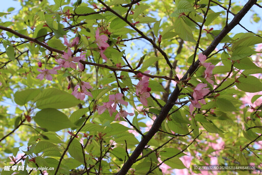 樱花