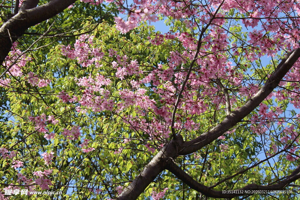 樱花