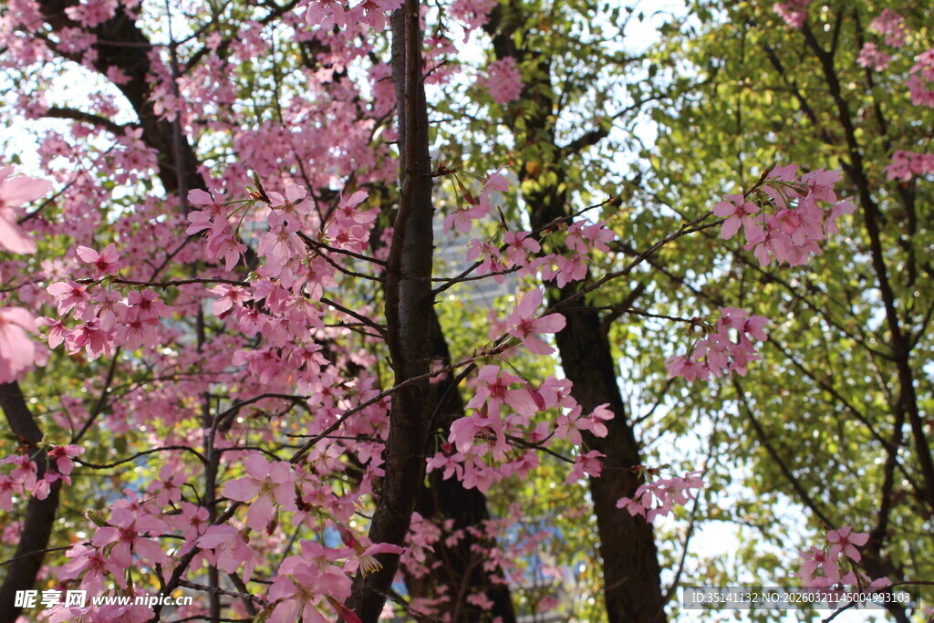 樱花