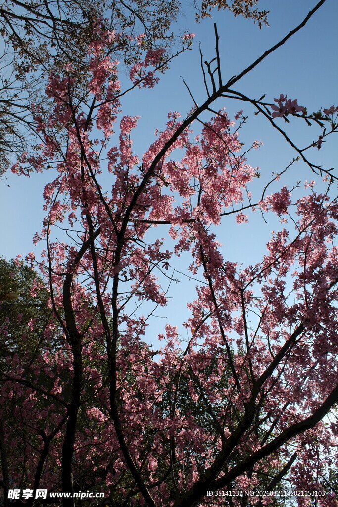 樱花
