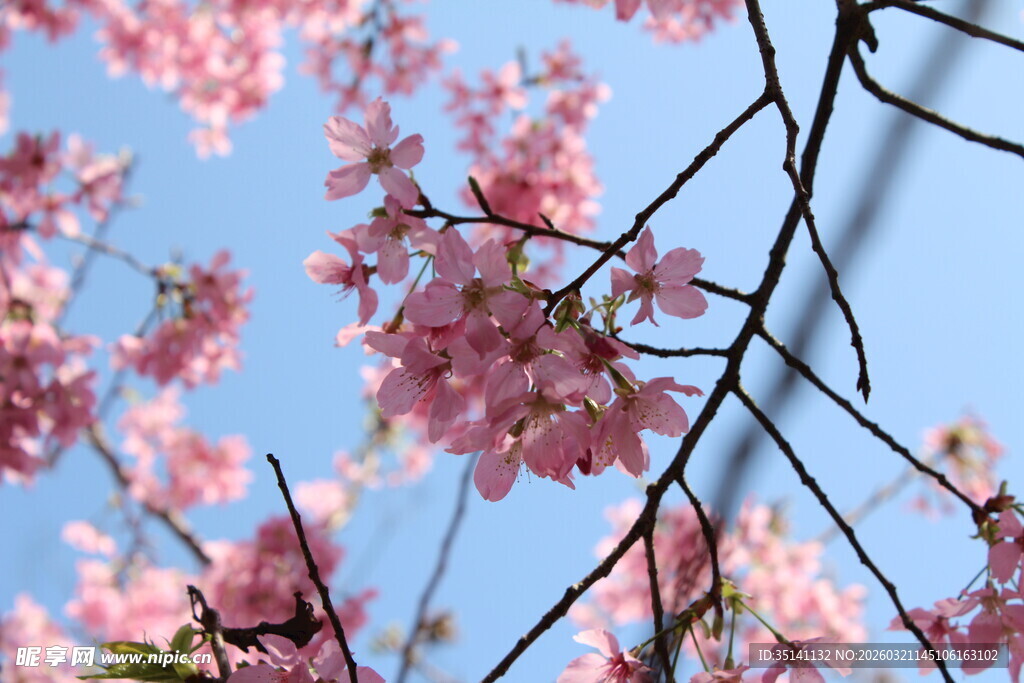 樱花