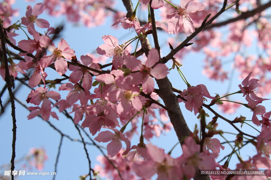 樱花