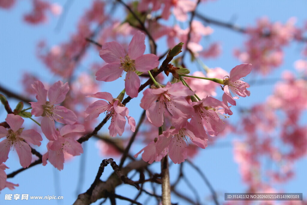樱花