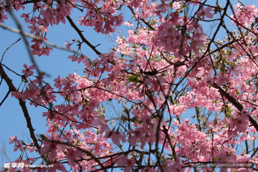 樱花