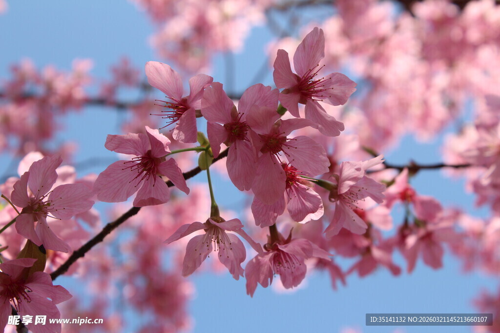 樱花