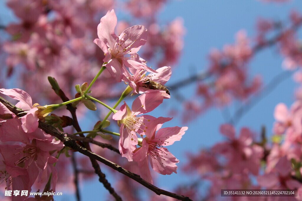 樱花