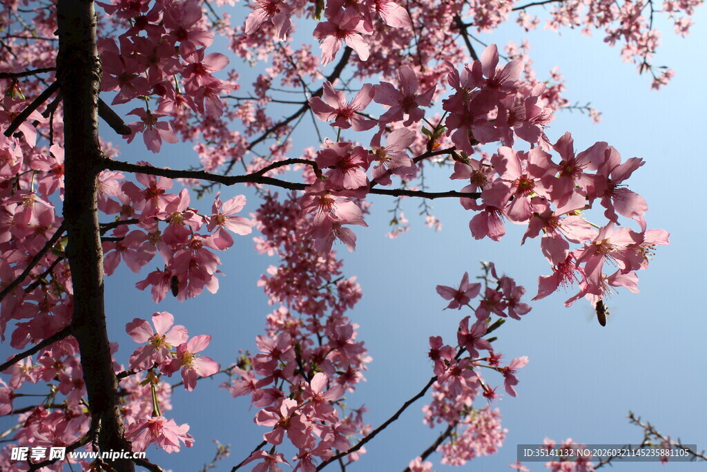 樱花