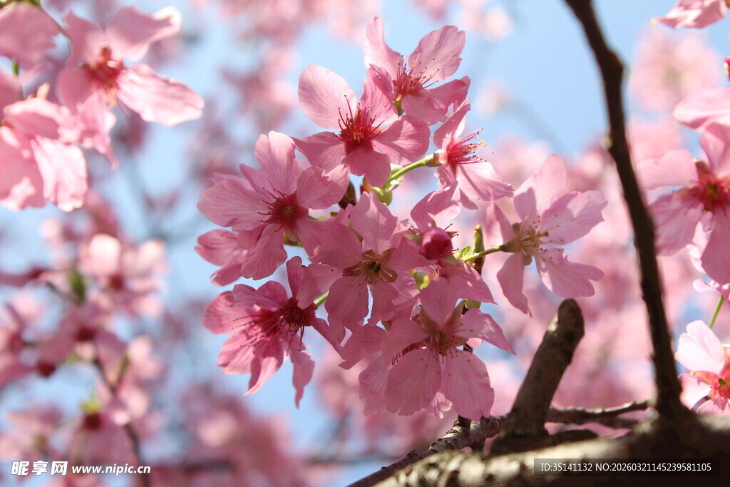 樱花