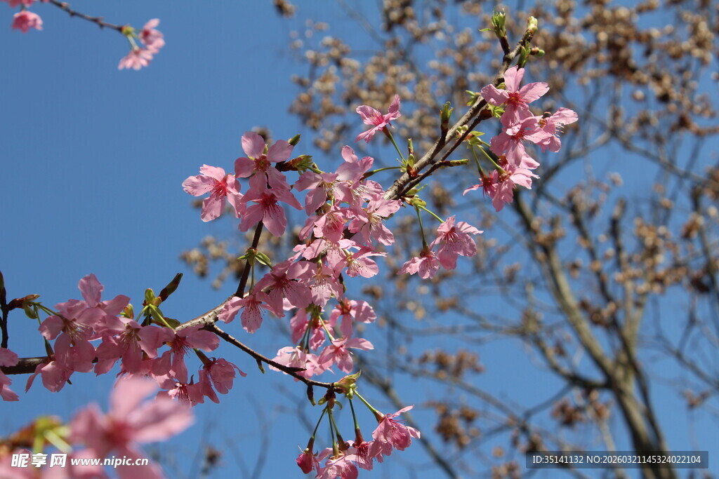 樱花