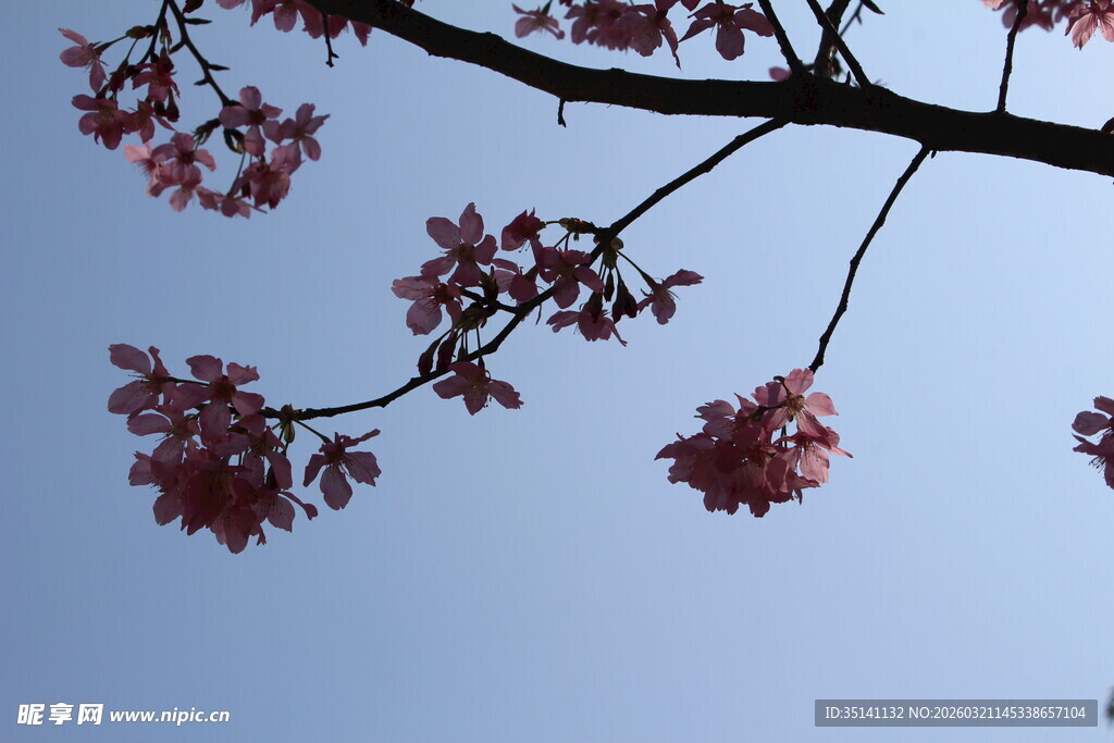 樱花