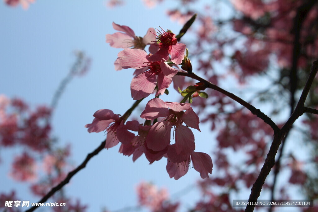 樱花
