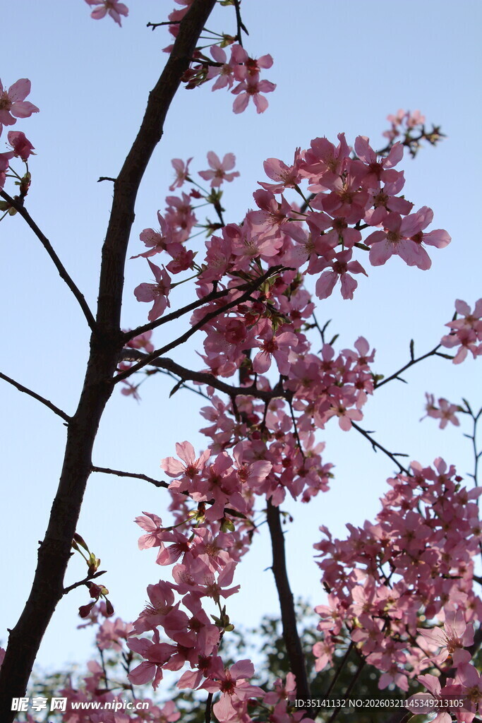 樱花