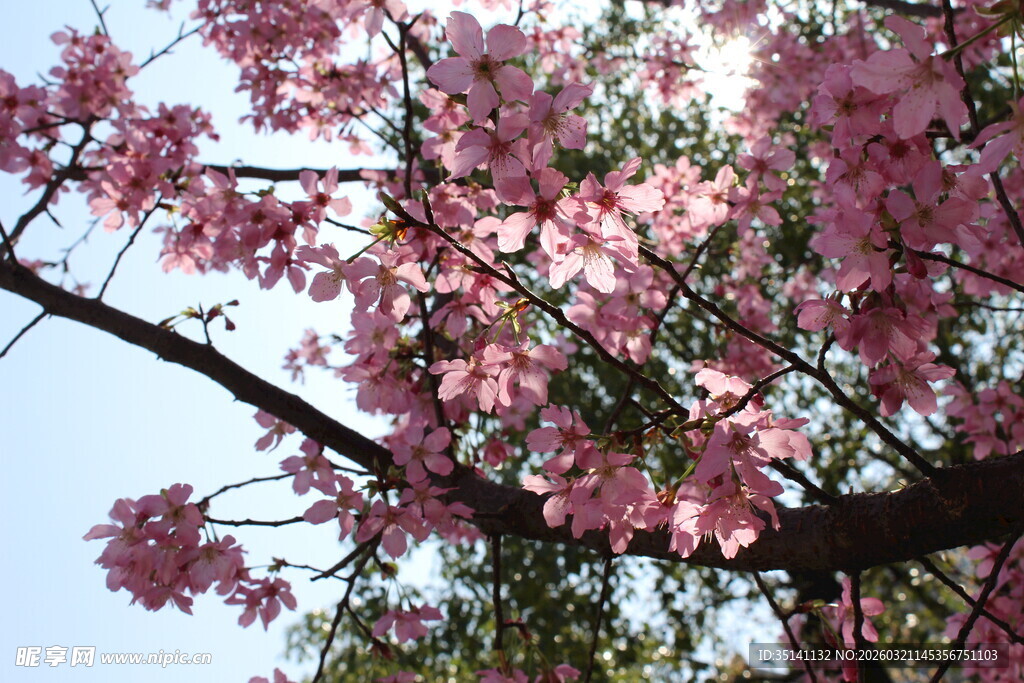 樱花