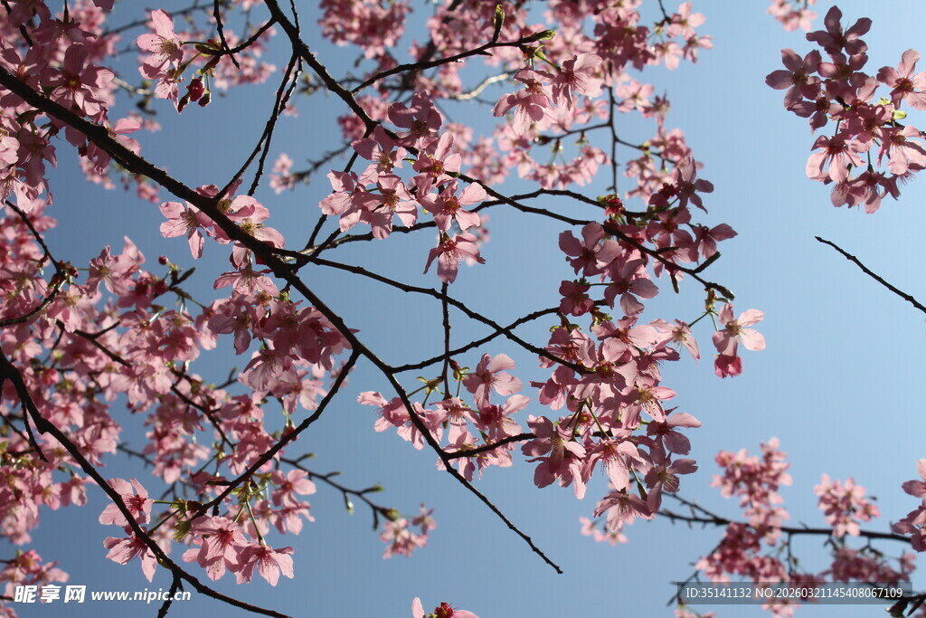 樱花