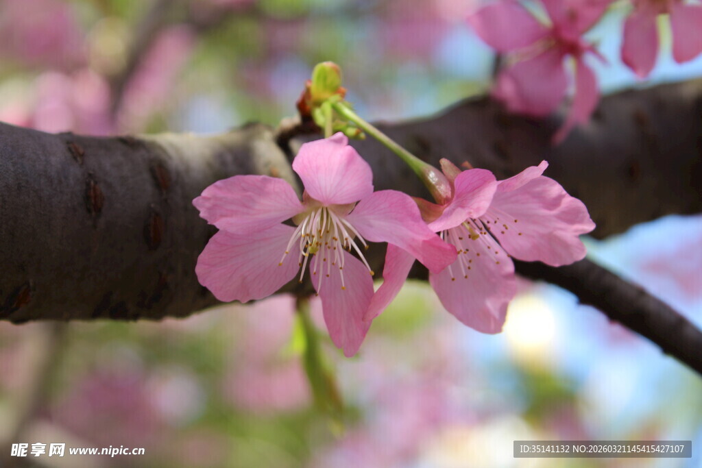 樱花