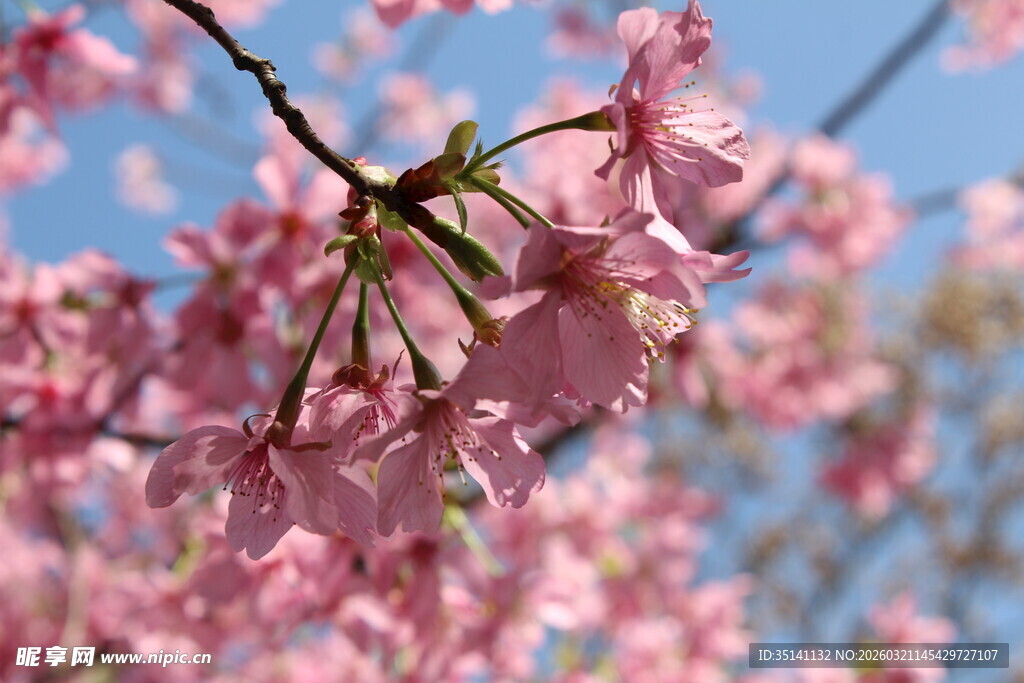 樱花