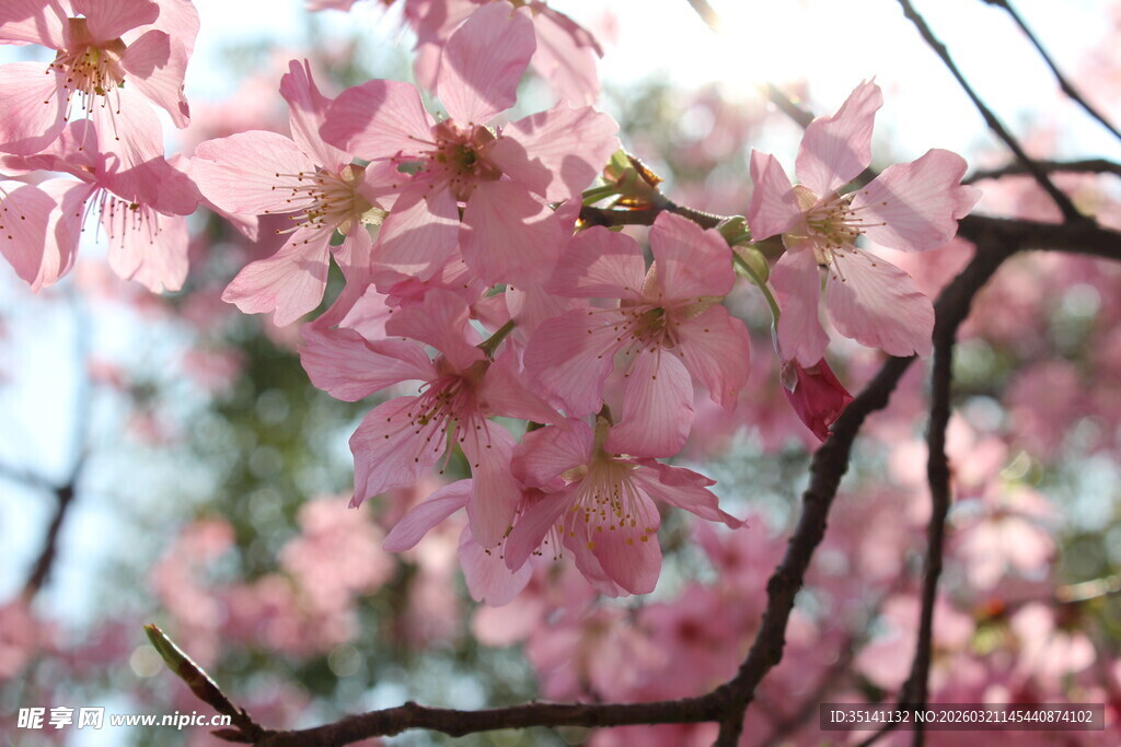 樱花