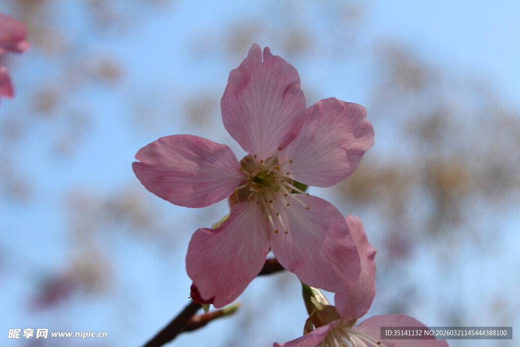 樱花
