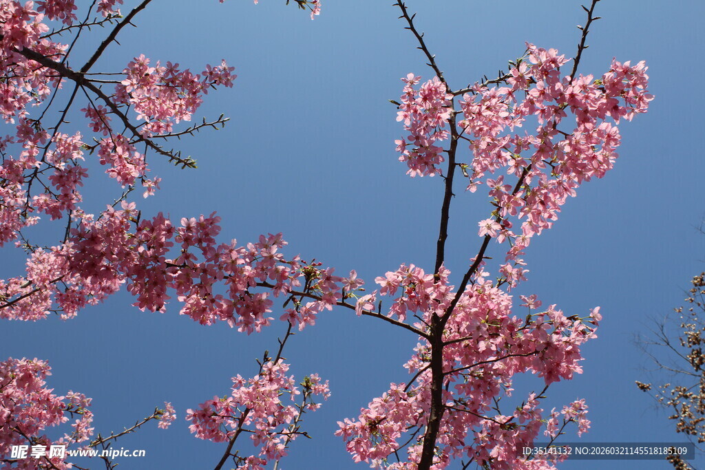 樱花