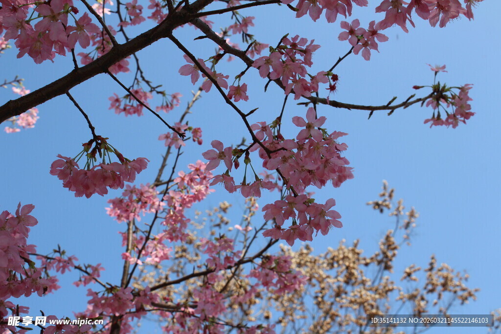 樱花