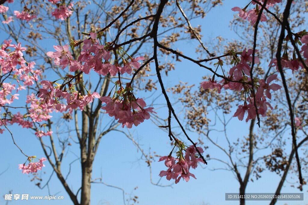 樱花