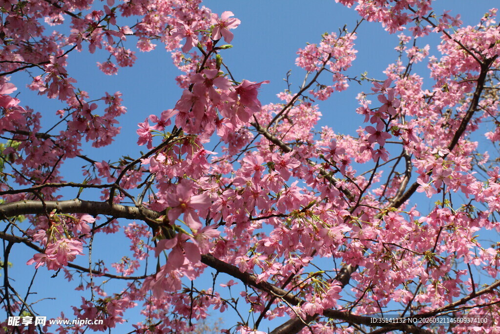樱花