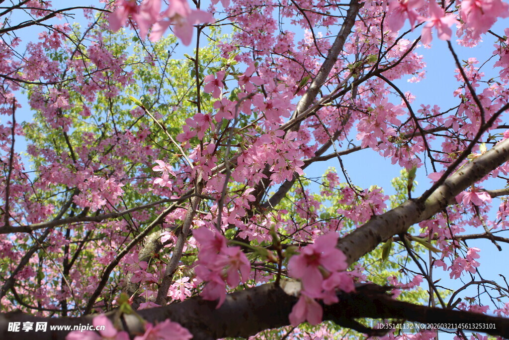 樱花