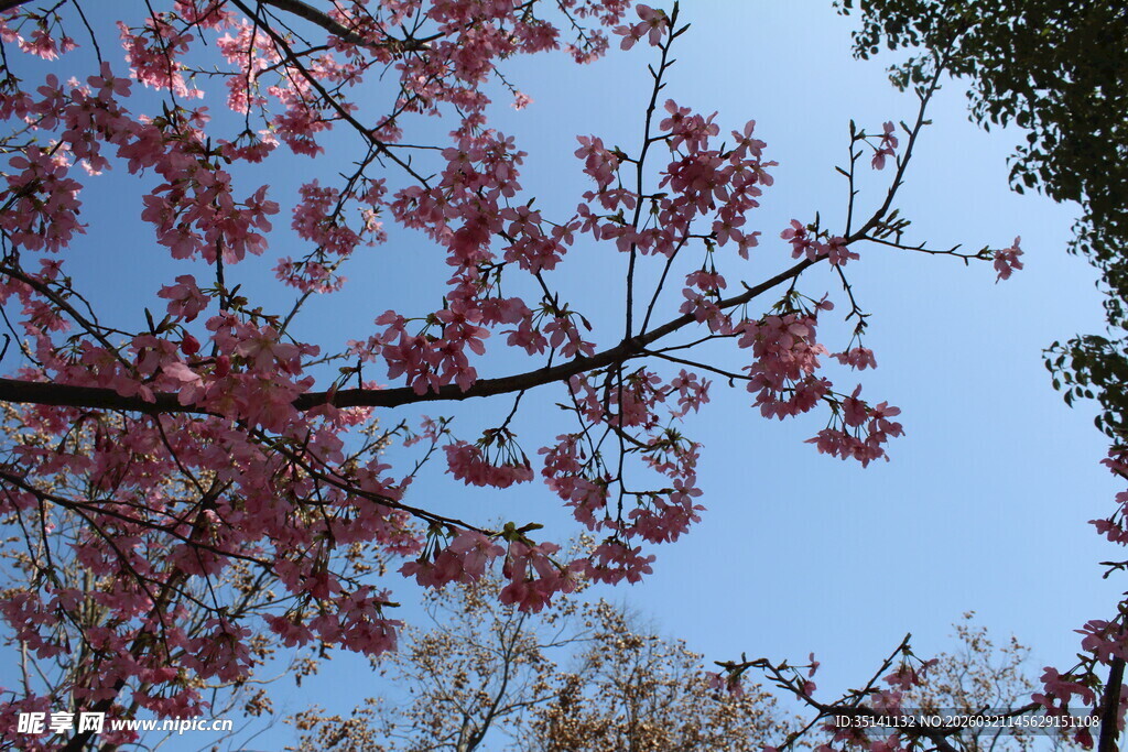 樱花