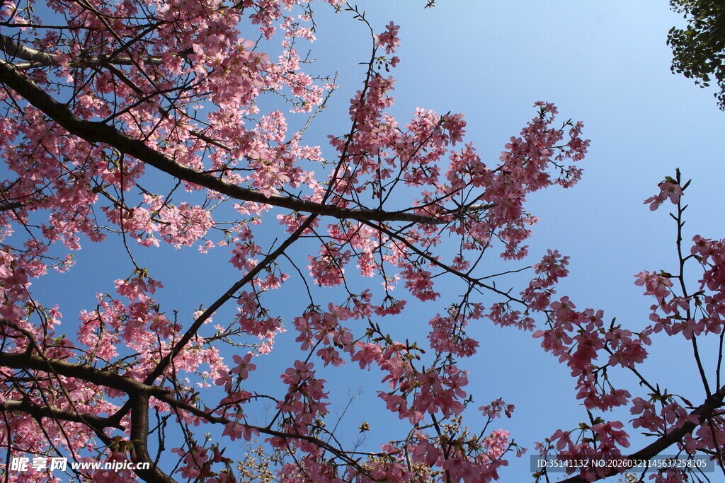 樱花