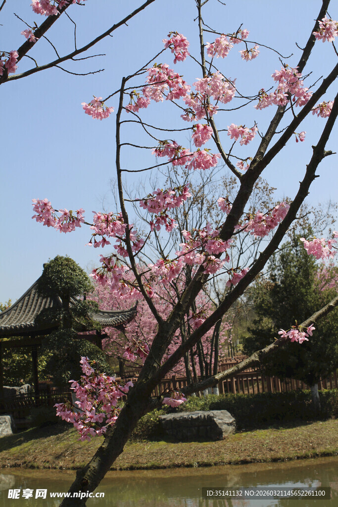 樱花