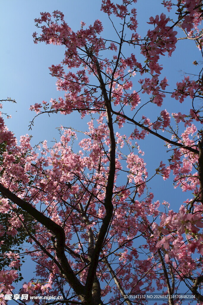 樱花