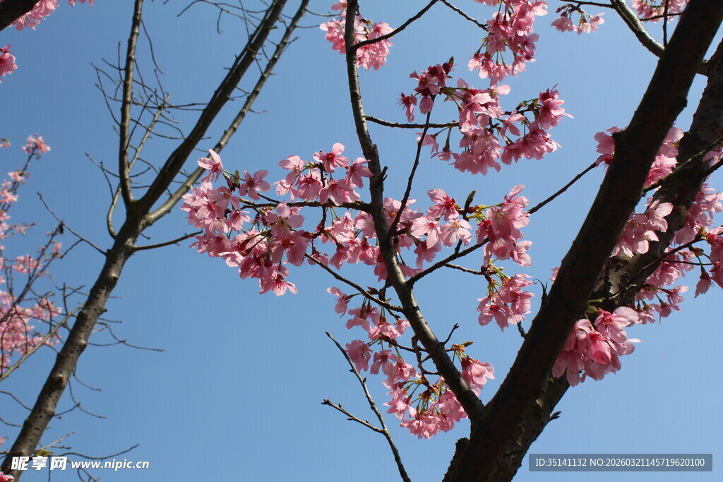 樱花