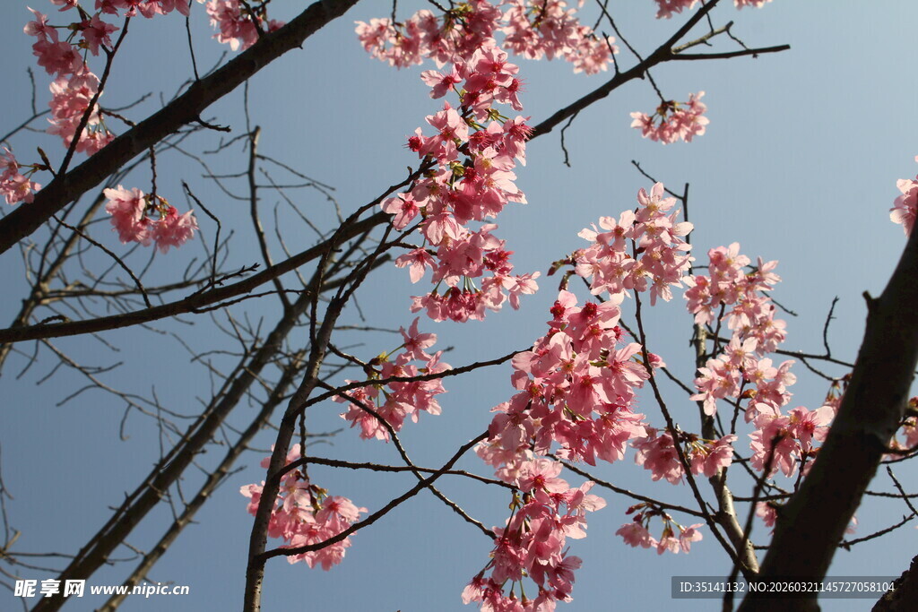 樱花