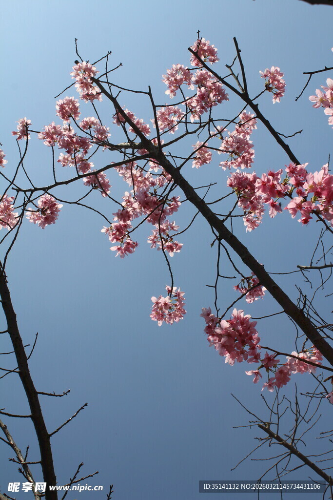 樱花