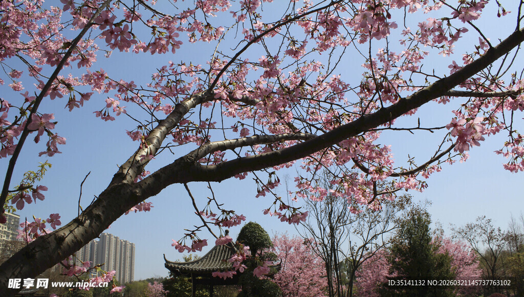 樱花