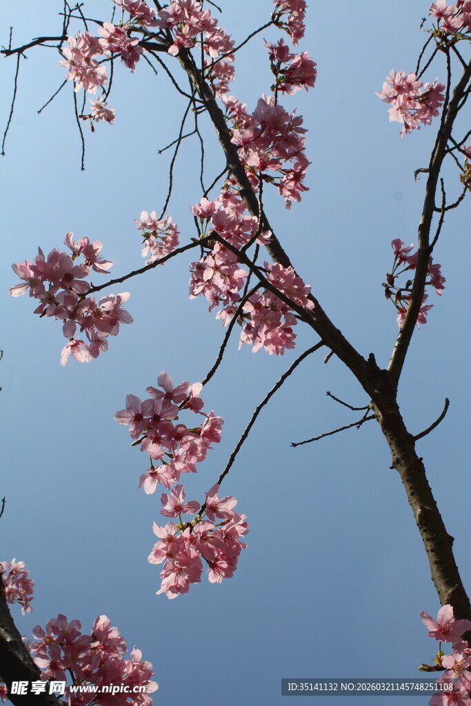 樱花
