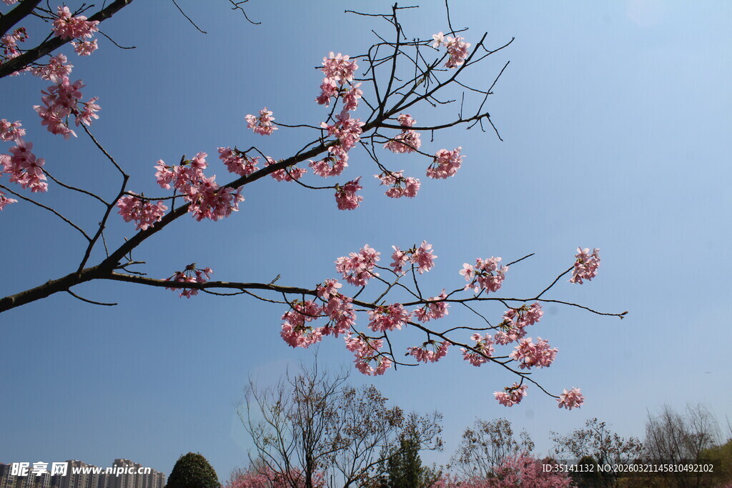 樱花