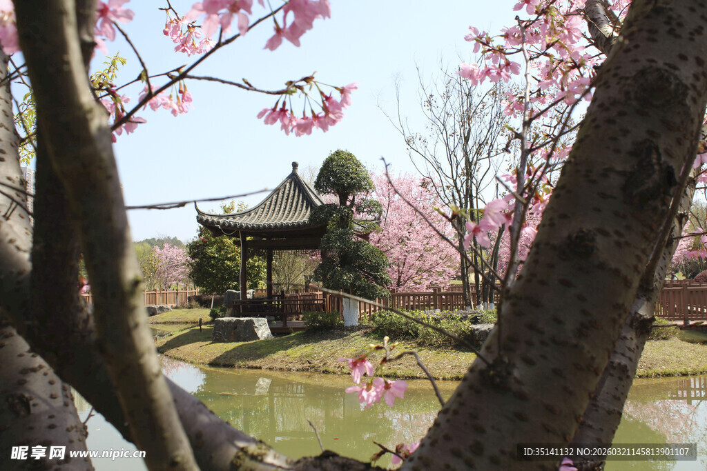 樱花