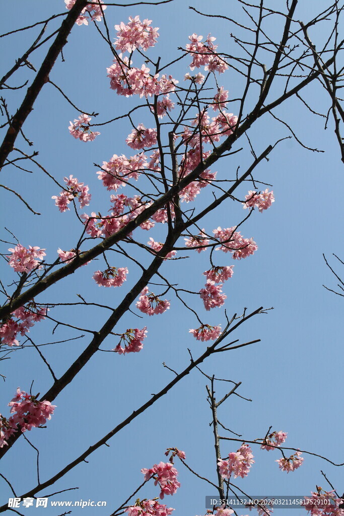 樱花