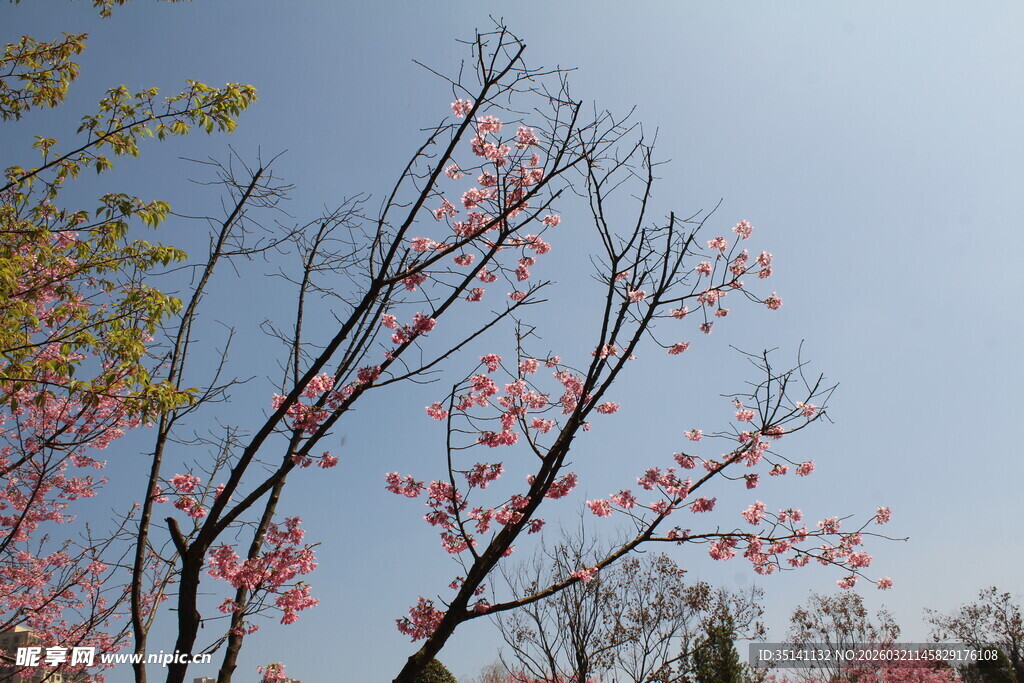 樱花