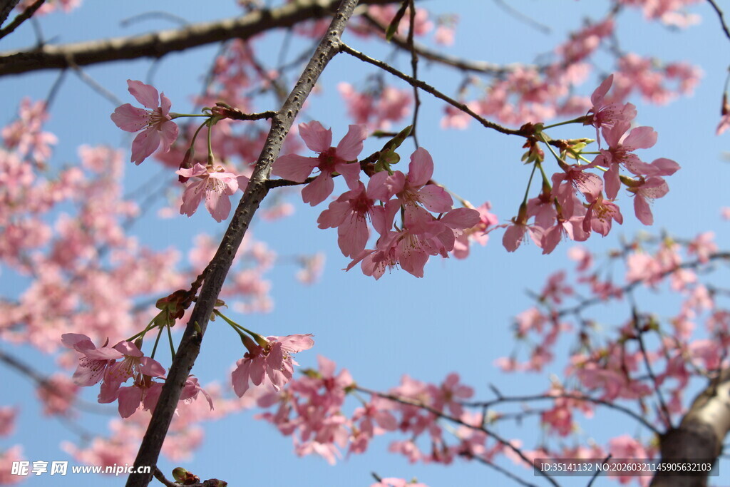 樱花