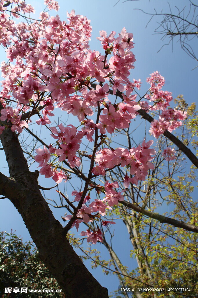 樱花