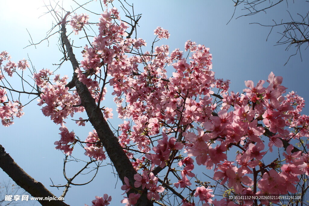 樱花