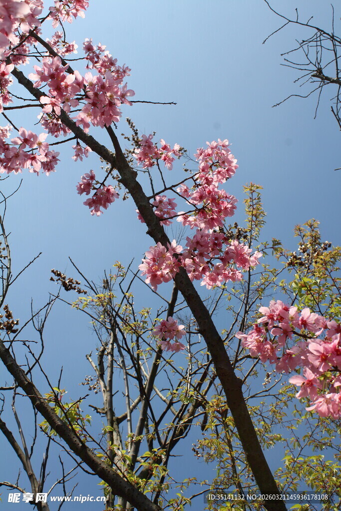 樱花