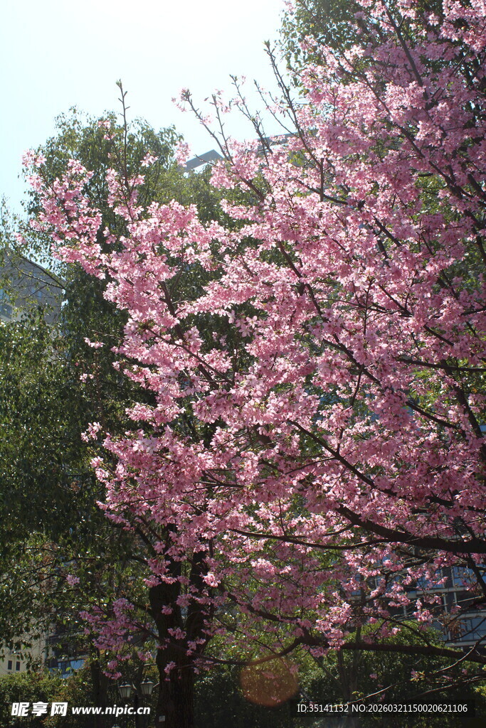 樱花