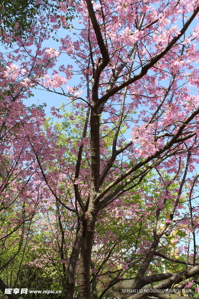 樱花