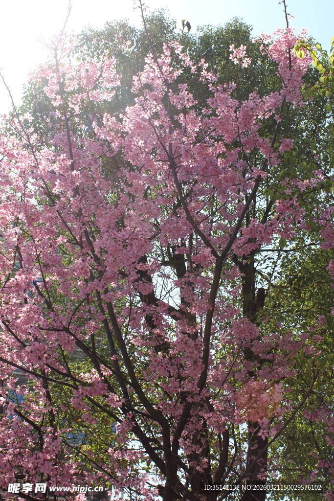 樱花